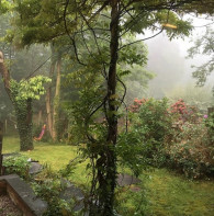 Misty morning in the garden